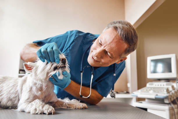 Best Dentist for Severe Toothache  in Williamson, WV